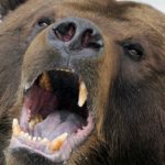 Un nou atac al unui urs, în Harghita, la doua zile distanţă de primul