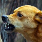 Campanie de vaccinare a câinilor din Bălan