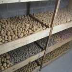 Depozitele de cartofi din Harghita, aproape goale