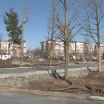 Mobilizare generală pe șantierul noului parc din Slatina. S-au plantat 400 de copaci mari