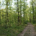 Pădurea privată revine în paza Direcției Silvice Vaslui
