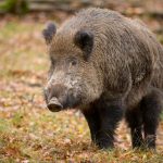 Suspiciune de pestă porcină, în Dâmbovița. Un porc mistreț găsit mort, pe câmp, pune pe jar autoritățile