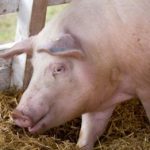 Transport ilegal de porcine depistat de polițiștii din Onești