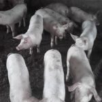Locuitorii din zeci de localități din județul Giurgiu nu pot crește nici porci santinelă. De ce, citiți aici