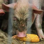 Cinci focare de pestă porcină africană din județul Giurgiu, închise