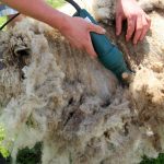 Crescătorii de ovine vor primi și în 2019 ajutor de minimis pentru comercializarea lânii
