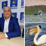 Deputatul Şişcu se ia de cormoranii ministrului Daea