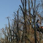 Lucrările de toaletare a copacilor din Craiova continuă și în februarie