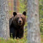 Urşii şi-au făcut apariţia din nou la Lacul Sfânta Ana şi la Băile Tușnad