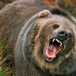 Pagubele provocate de urşi trebuie raportate la Primărie în maxim 24 de ore