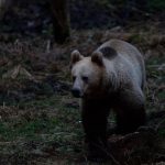 Un urs a intrat în curtea unei localnice din Feliceni