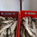 Peşte fără documente de provenienţă, confiscat pe Dunăre