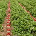 Locuri de muncă la plivit și cules de căpșune, în Olanda