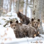Iubitorii de animale au început să scrie la Ministerul Mediului pentru a nu autoriza împuşcarea ursoaicei care a omorât un om