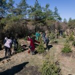 Campanie de plantat arbori în mai multe zone din Iași