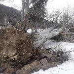 Mai mulți copaci au căzut în zona Lacului Sf. Ana