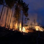 Video| Incendiu la o pădure de pin. 5 ha de vegetație au ars pe dealurile de lângă Pietroșița