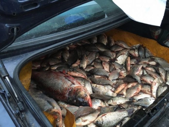 Pește fără documente vândut direct din mașină