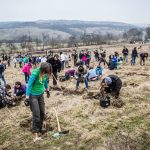 Amplă acțiune de împădurire în județul Bistrița-Năsăud, pe 23 martie