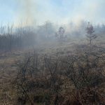 O pădure din Olt, aproape de a fi distrusă de un incendiu. Pompierii au intervenit  – FOTO