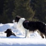 Câinele de salvare al Salvamont Bacău are examen! Roni luptă cu zăpada pe Transfăgărăşan