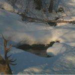 VIDEO| Cerb filmat „la piscină” de rangeri în Parcul Natural Grădiştea Muncelului -Cioclovina
