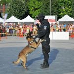 Demonstrații de dresaj canin și alte evenimente cu ocazia Zilei Poliției