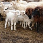 Bacăul a trimis primele oi din țară  în Iran, după reluarea exporturilor