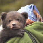 Omul omorât de o ursoică la Crişeni ar fi vrut să îi fure puii. În Harghita se face comerţ cu pui de urs