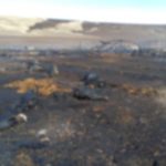 Aproape 200 de oi au ars de vii într-un incendiu de mari proporţii