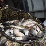 Pește transportat fără documente legale, confiscat de polițiștii de frontieră