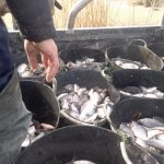 Bălţile folosite de pescarii gălăţeni au început să fie populate cu peşte