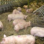 Rusănești: Se fac liste pentru achiziționarea de porci, după eradicarea pestei