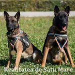 Cei mai buni câini polițiști din România ”lucrează” la Satu Mare