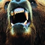 Atacurile urșilor și extinderea pestei, probleme grave la nivelul județului