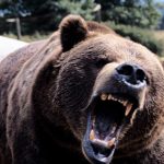 Un bărbat a fost atacat de urs la Crişeni