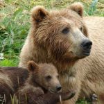 Asociaţia „Milioane de prieteni” vrea să ducă la rezervaţia de la Zărneşti ursoaica cu pui care a omorât un om la Crişeni