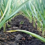 Cultivatorii de usturoi sunt în impas. Nu găsesc sămânță românească și se retrag din programul guvernamental