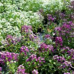 USAMV pune în vânzare flori și plante aromatice