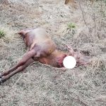 FOTO| Cerb ucis, în mod barbar, de braconieri la Zeicani. Animalul a fost decapitat
