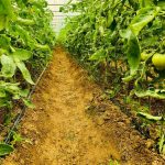 Promisiuni pentru legumicultori. Dragnea anunță dublarea subvenției și extinderea programului de tomate