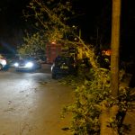 Trei mașini distruse de un copac doborât de vânt, în Craiova