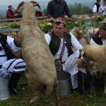 FOTO. Urcatu’ oilor la munte în Țara Oașului. Negreștenii își respectă tradițiile și le promovează