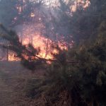 O pădure de pin, afectată de un incendiu care a cuprins 30 de hectare de vegetație, în Caraș-Severin