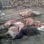 Controverse în ceea ce priveşte ursul care a omorât mai multe oi la Avrămeşti