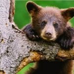 Încă un pui de urs, fără mamă, a ajuns la centrul de reabilitare de la Bălan