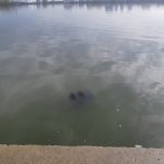 VIDEO| Descoperire macabră în lacul Tăbăcărie