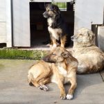 Târg de adopții de câini, în Parcul Nicolae Romanescu din Craiova