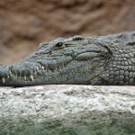 O nouă specie de crocodil, descoperită de către cercetătorii UBB
