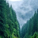 Borboly Csaba: „În ultimii 10 ani suprafața pădurilor din județul Harghita a crescut cu 17%”